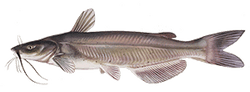 channel catfish